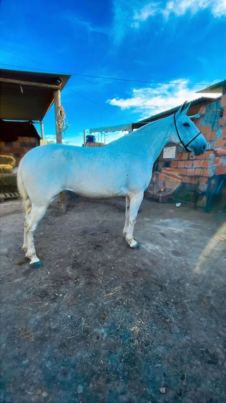 Égua Mangalarga Marchador - Foto 4
