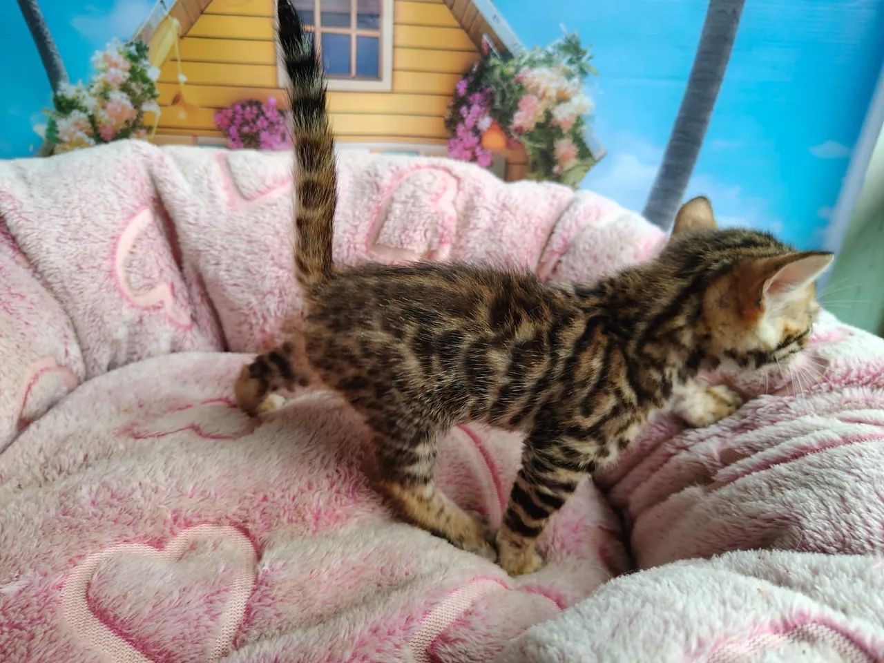 Bengal lindíssimos  - Foto 3