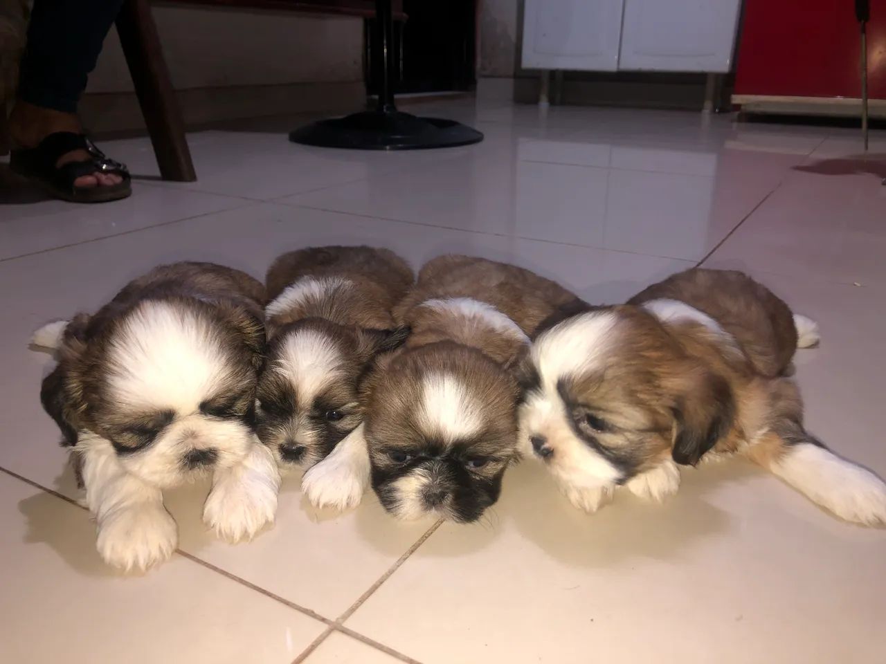 SHITZU FILHOTE - Foto 2