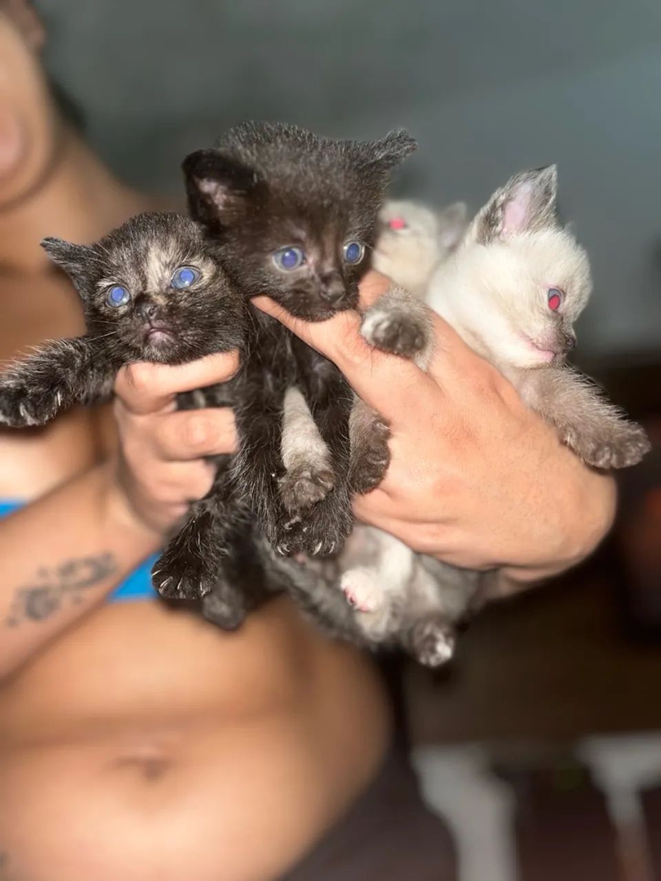 Gatinho filhote com olhos azuis - Foto 2