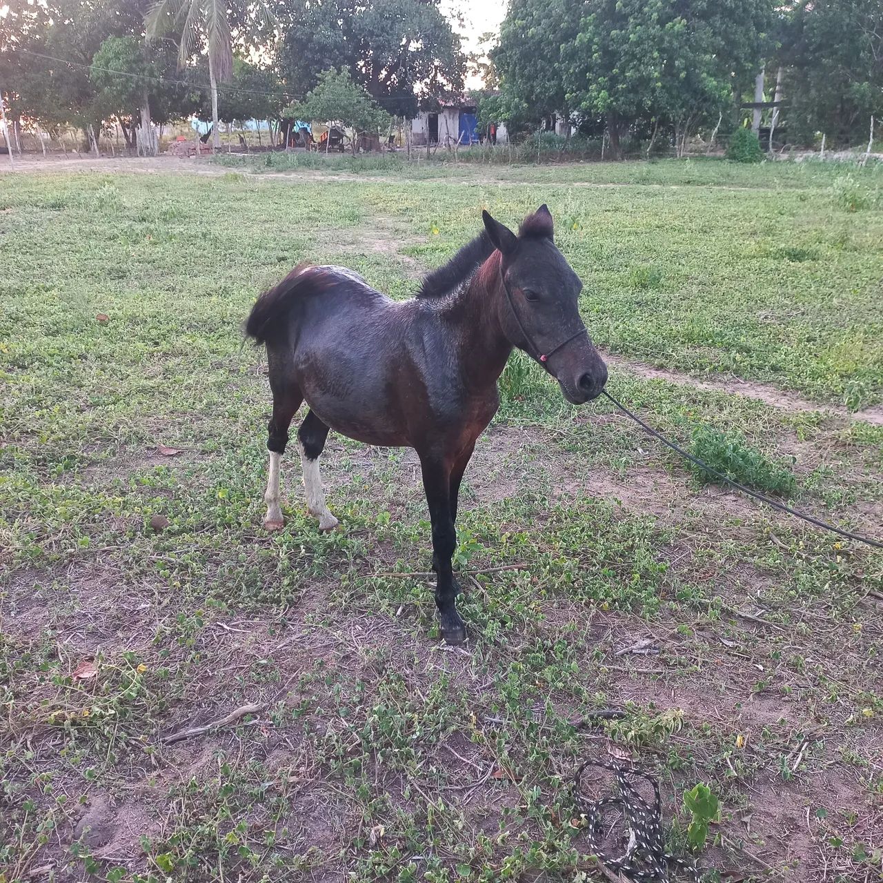 Pônei macho 2 anos  - Foto 3