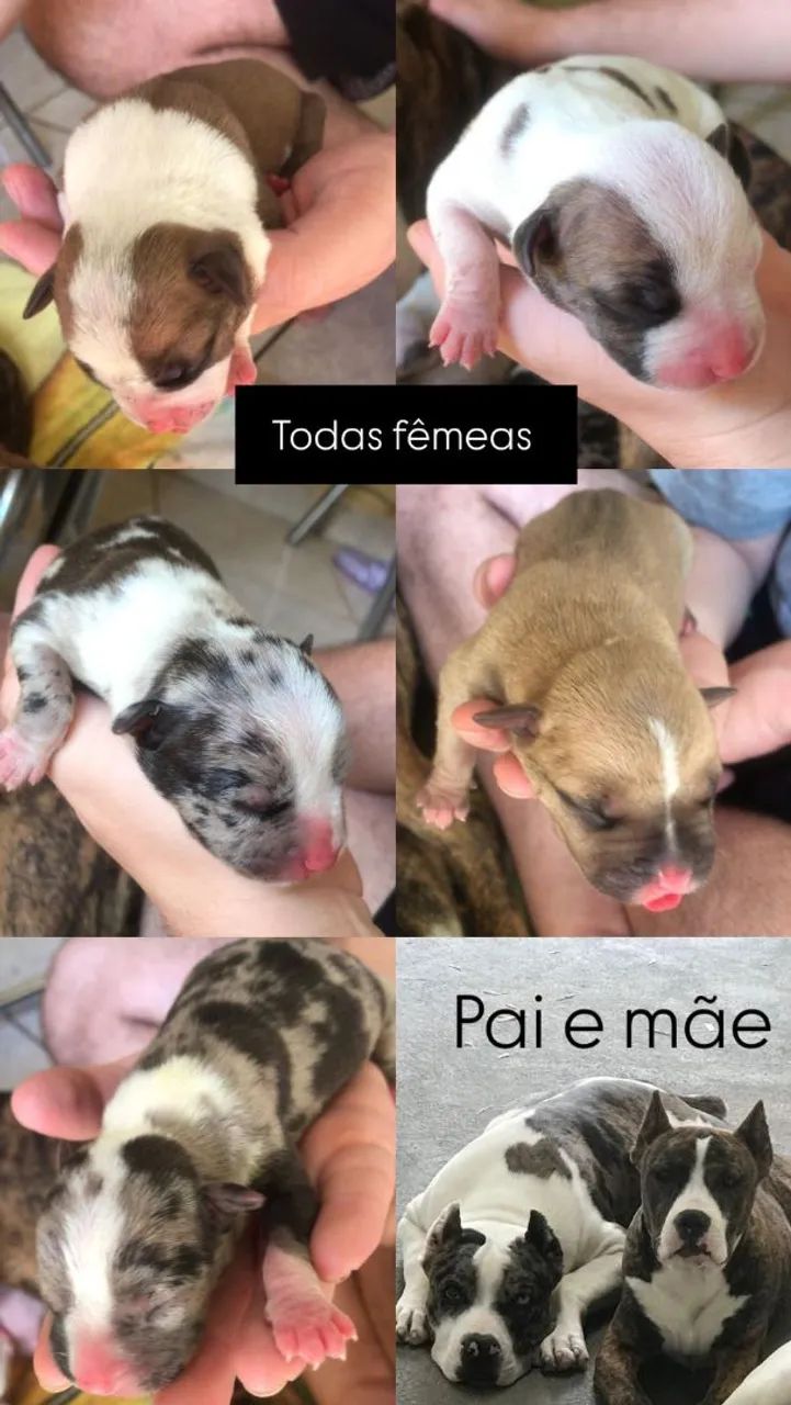 Filhotes de pit monster - Foto 2