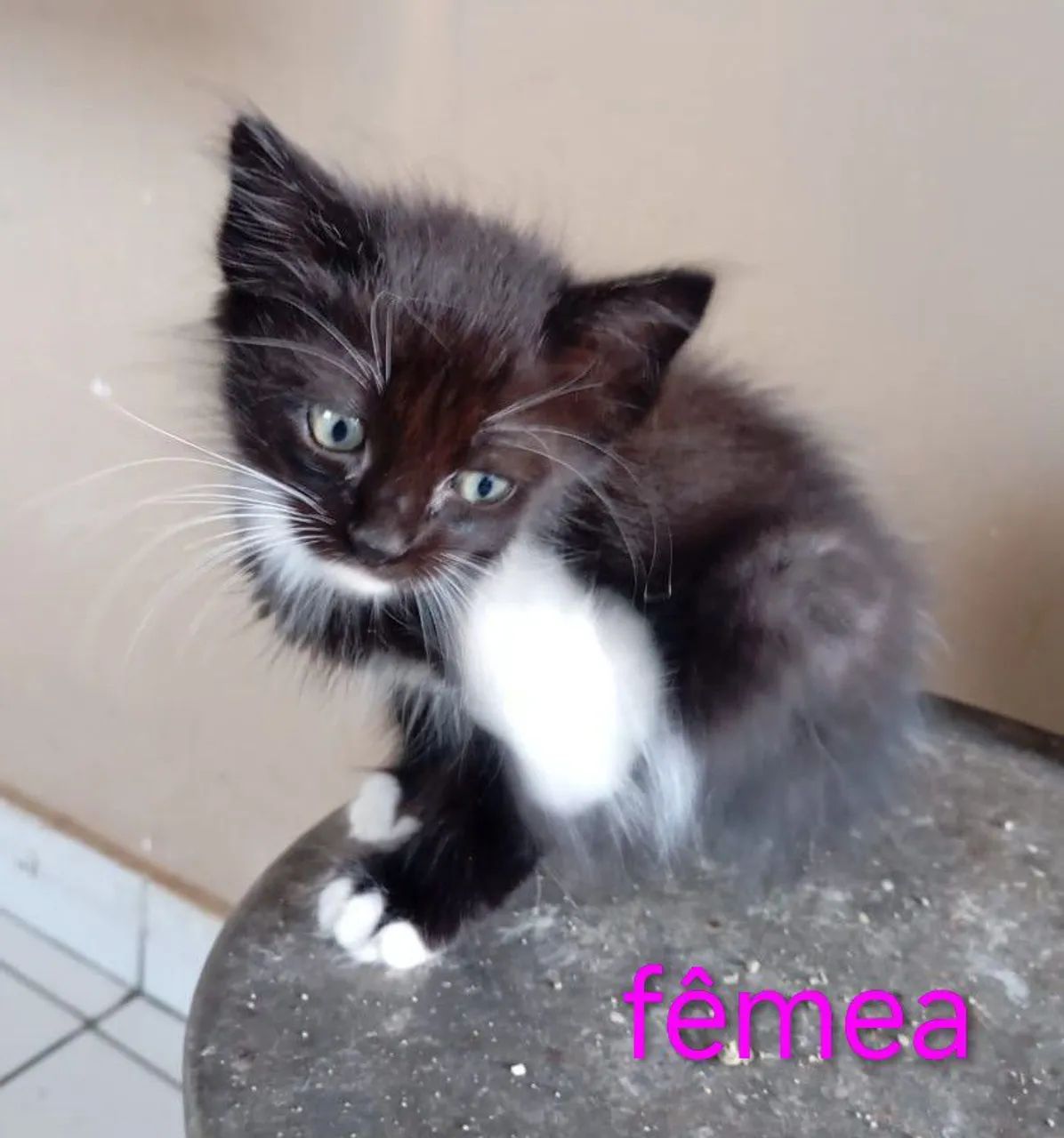 Gatinhos para Adoção - Foto 4