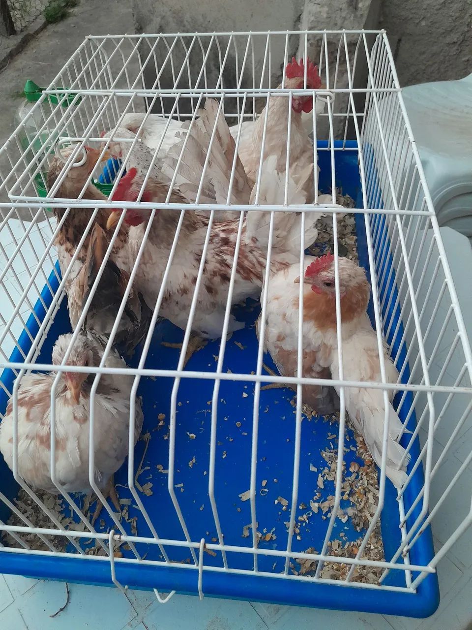 Galinhas Seramas  - Foto 4