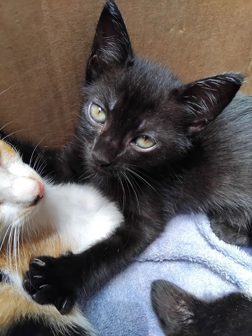 Adoção responsável - Foto 3