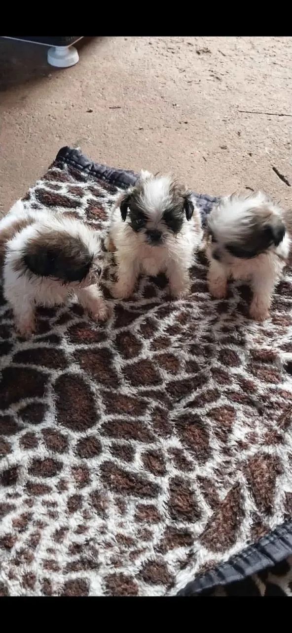 Para doação  - Foto 2