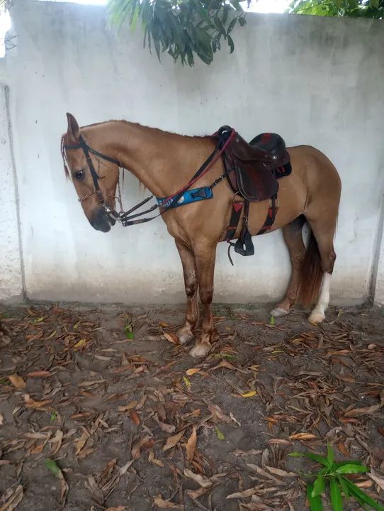 Cavalo mangolino - Foto 6