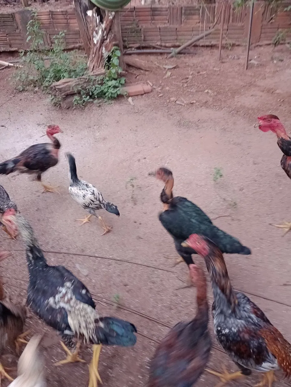 Vendo frango e franga