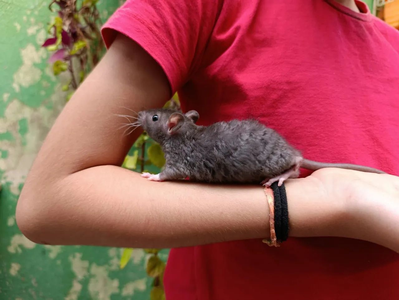 Mercol, Twister, Ratos - Foto 2