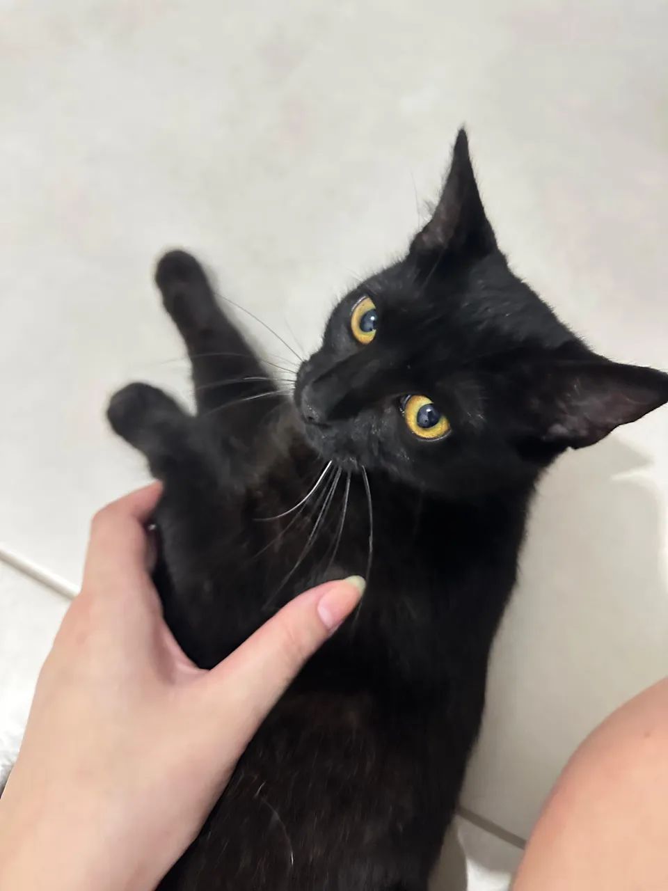 Gatos para adoção  - Foto 2