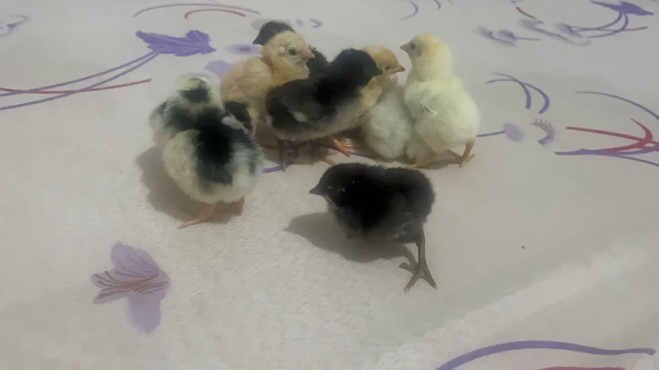 Lindos pintinhos filhotes