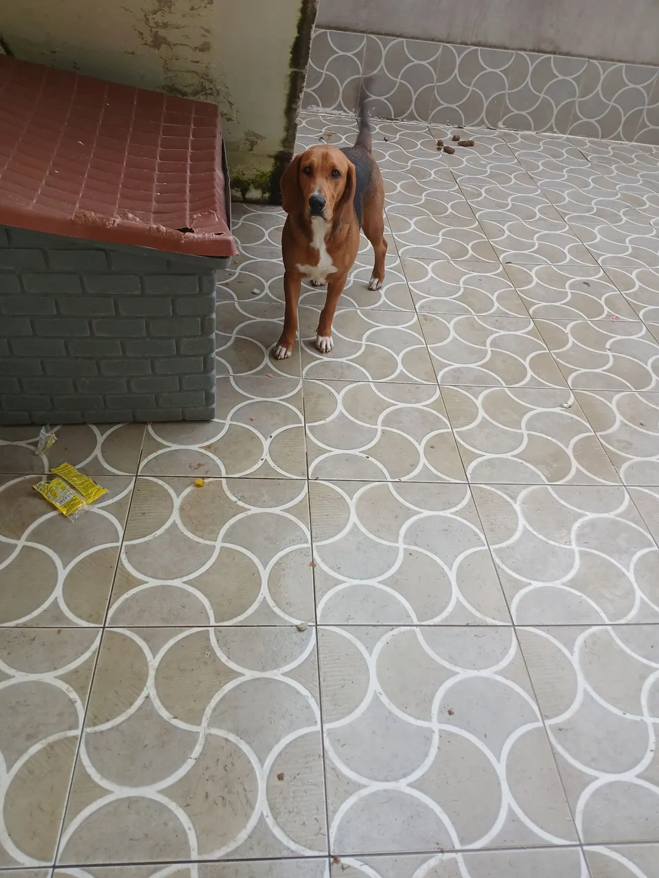 Cão de porte médio para adoção. Mãe Beagles e pai alemão