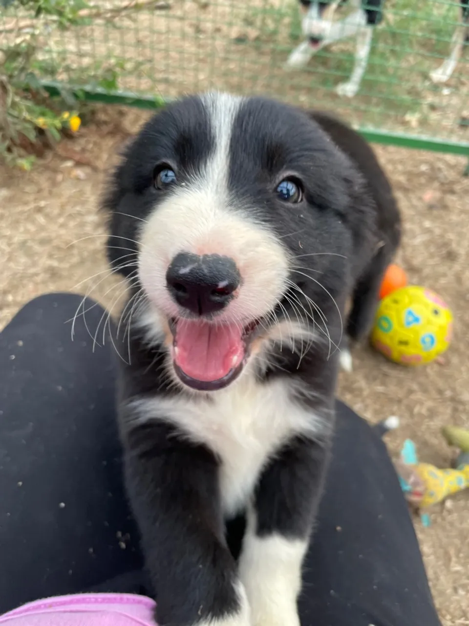 Filhotes de Border Collie prontos para um Novo Lar!