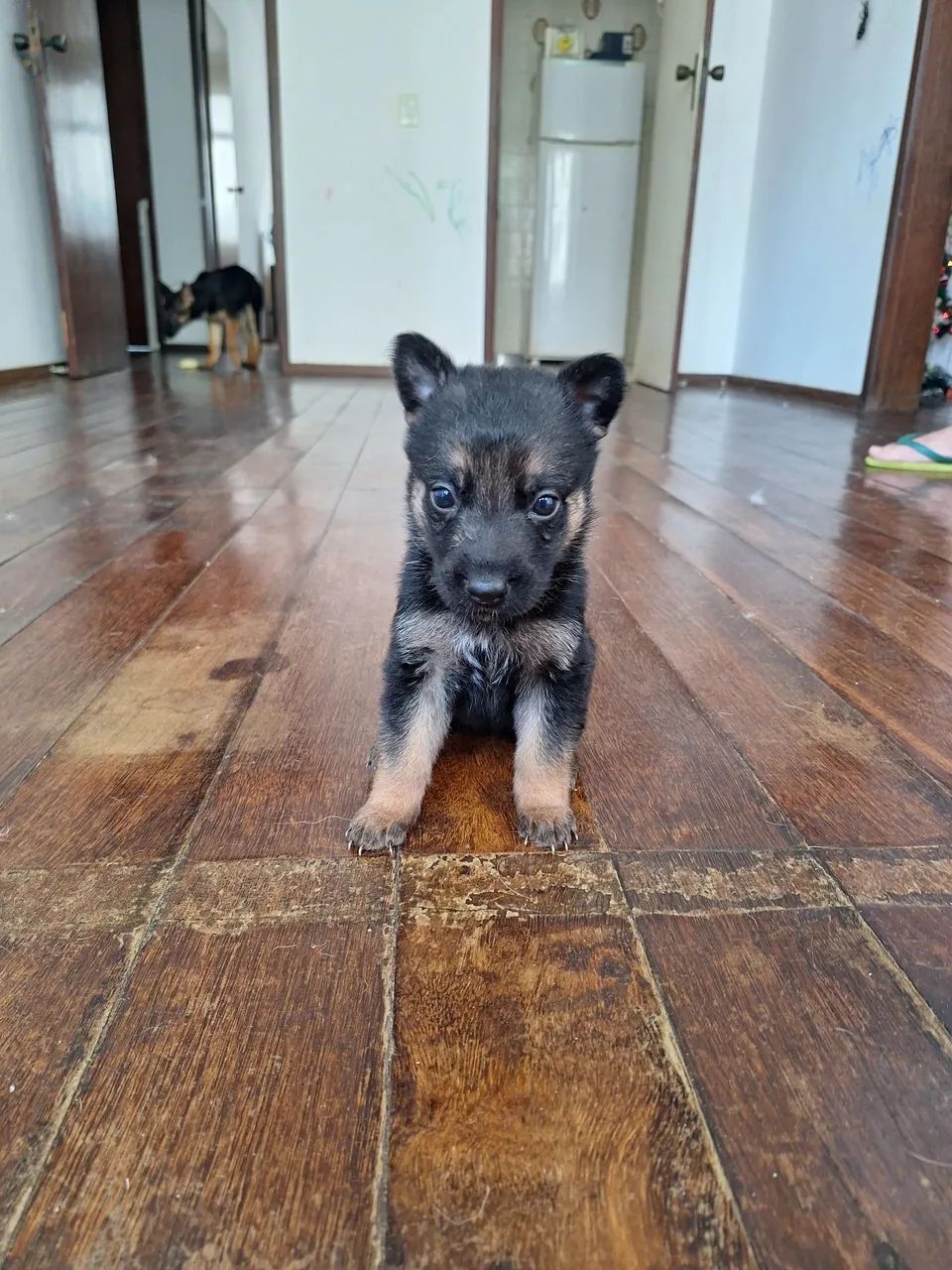 Filhote Pastor Alemão - Foto 3