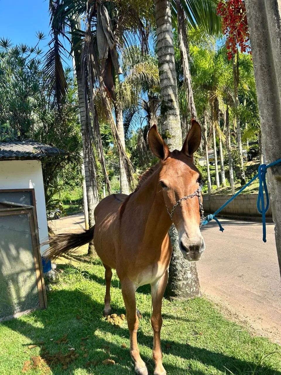 Mula Registrada  - Foto 2