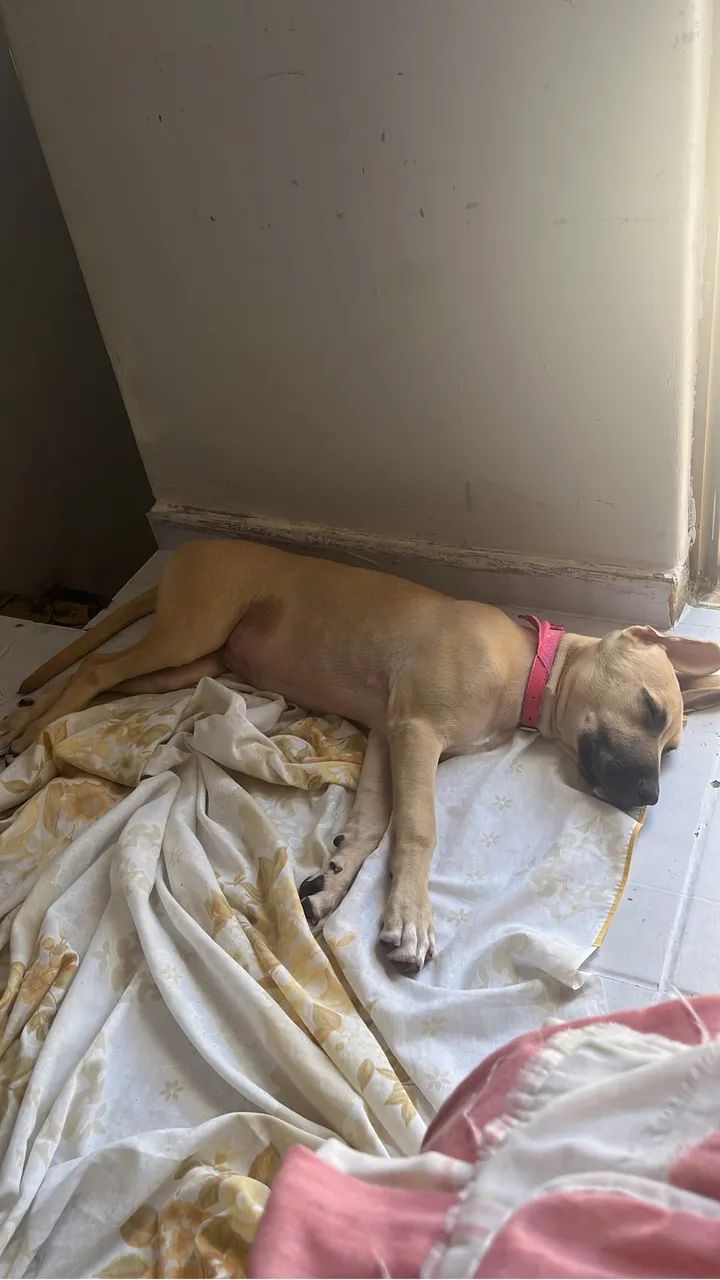 Cachorra femea para adoção - Foto 2