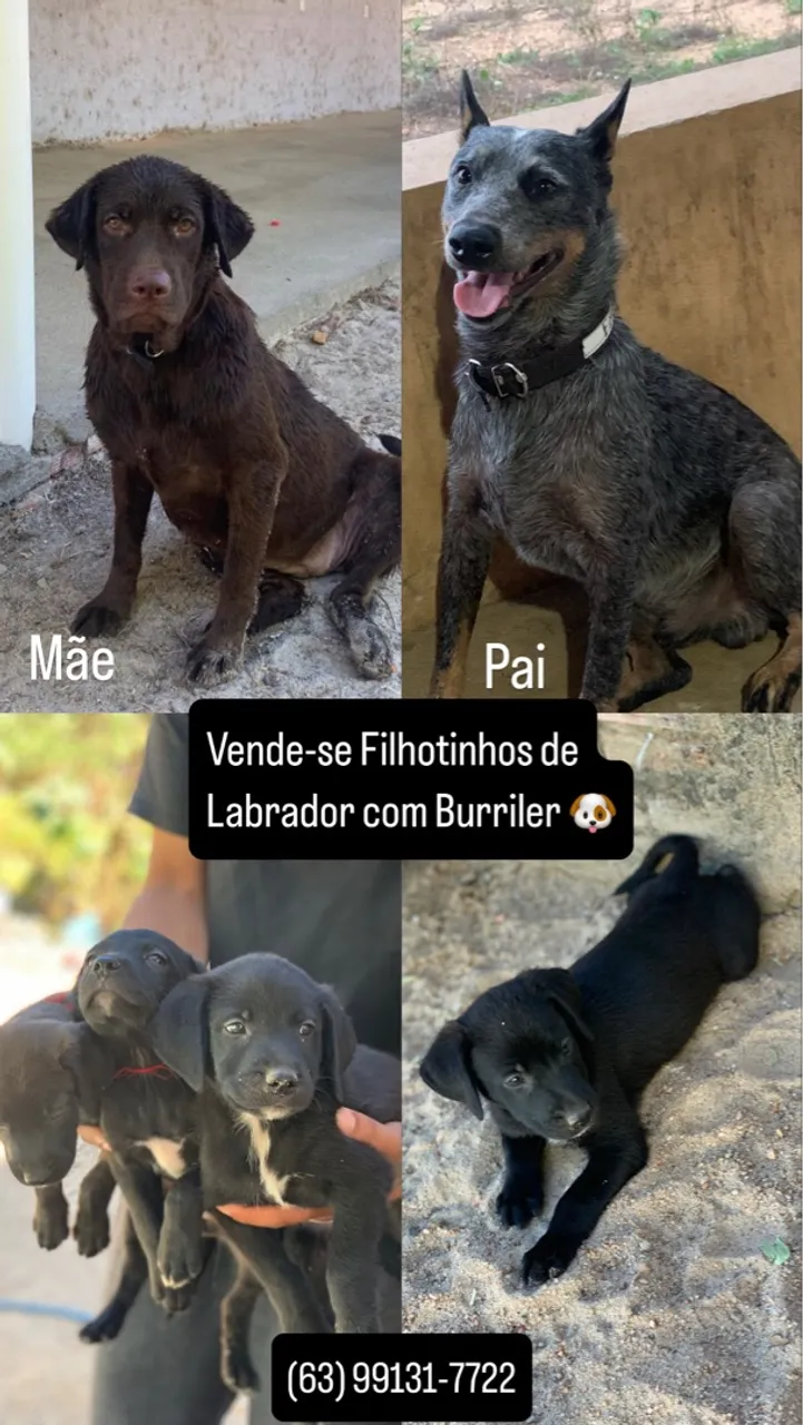 Filhotes de Labrador com Burrilher