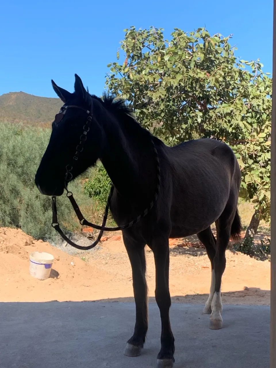 Cavalo para agropecuária - Foto 2
