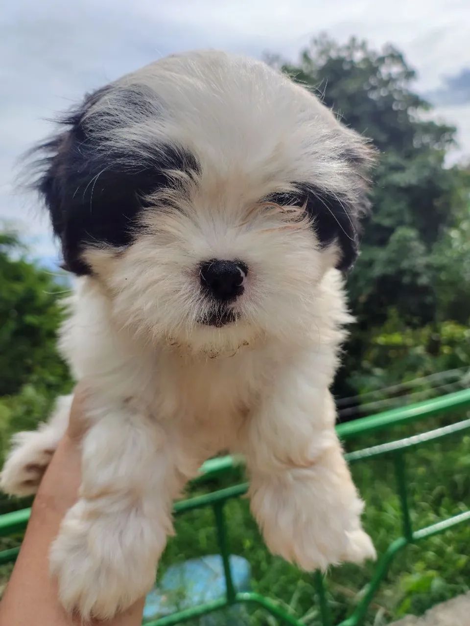 Filhotes de Lhasa Apso