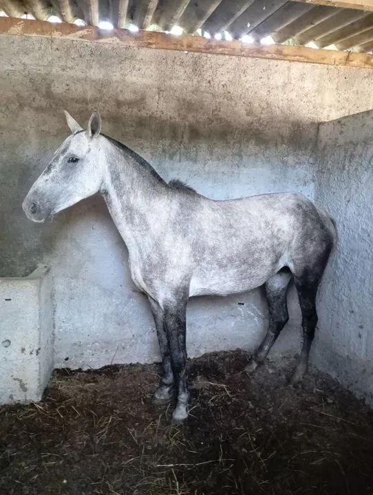 Égua 6 anos - Foto 2