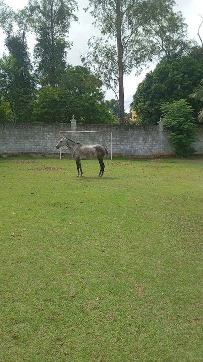Égua 6 anos - Foto 3