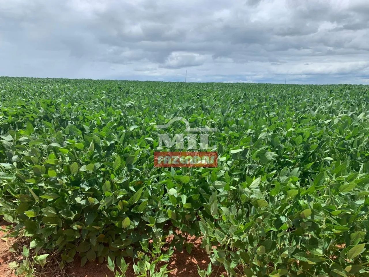Fazenda em Cana Brava do Norte-MT - 3.980 Há. (em Lavoura) - Foto 4