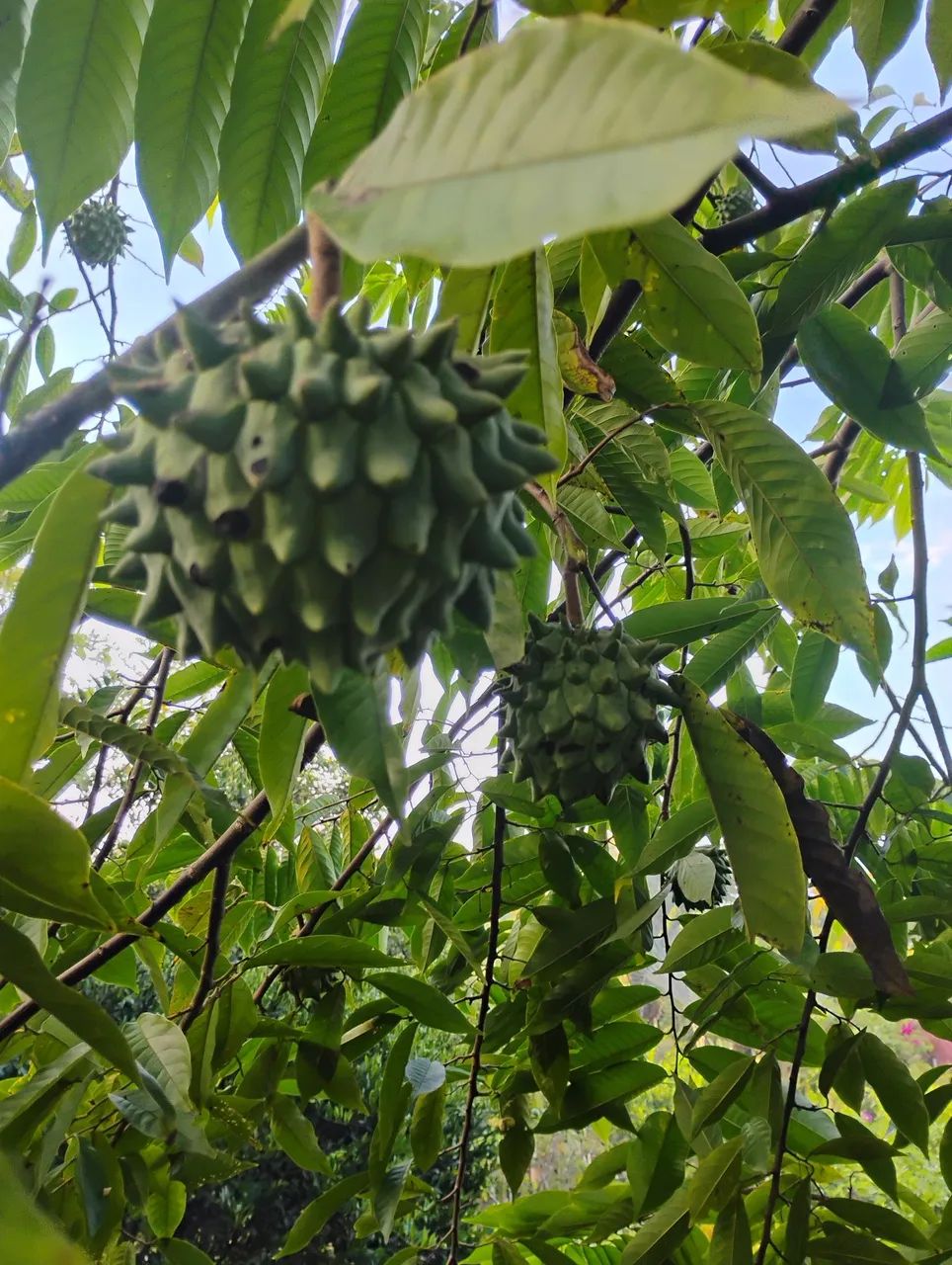 Mudas frutíferas produzindo em Criciúma-Sc - Foto 2