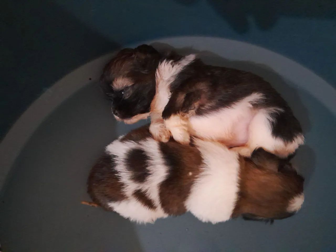 Shih Tzu Fêmea - Foto 3