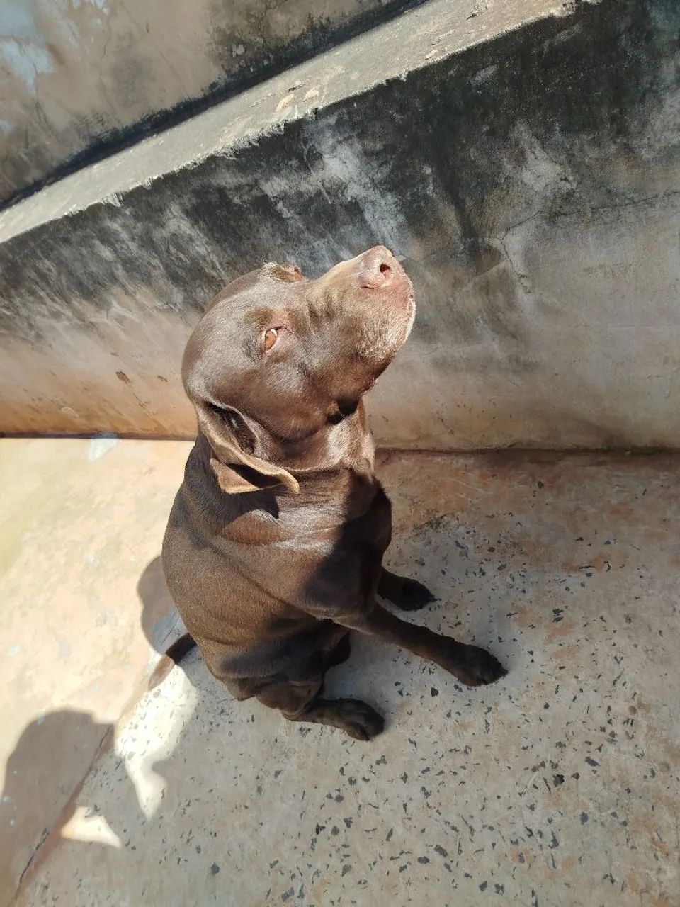 Labrador Chocolate -  - Foto 3