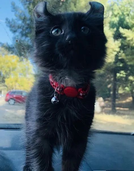 American Curl Filhotes Adoráveis na Cor Preto - Foto 3