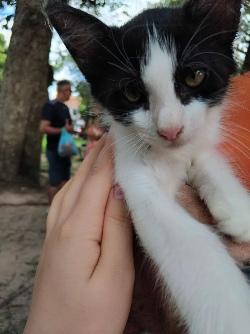 Adoção responsável - Foto 2