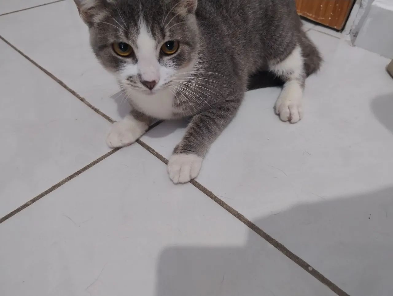 Gatinho macho para adoção  - Foto 2