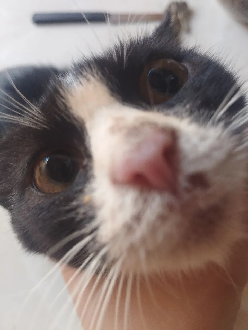 Gata filhote que provavelmente tem 3 meses doando