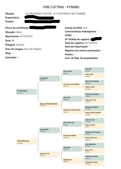 Garanhão Quarto de Milha PO.  - Foto 6