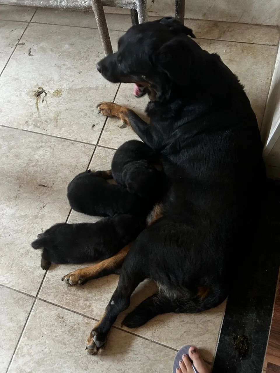filhotes Rottweiler - Foto 4