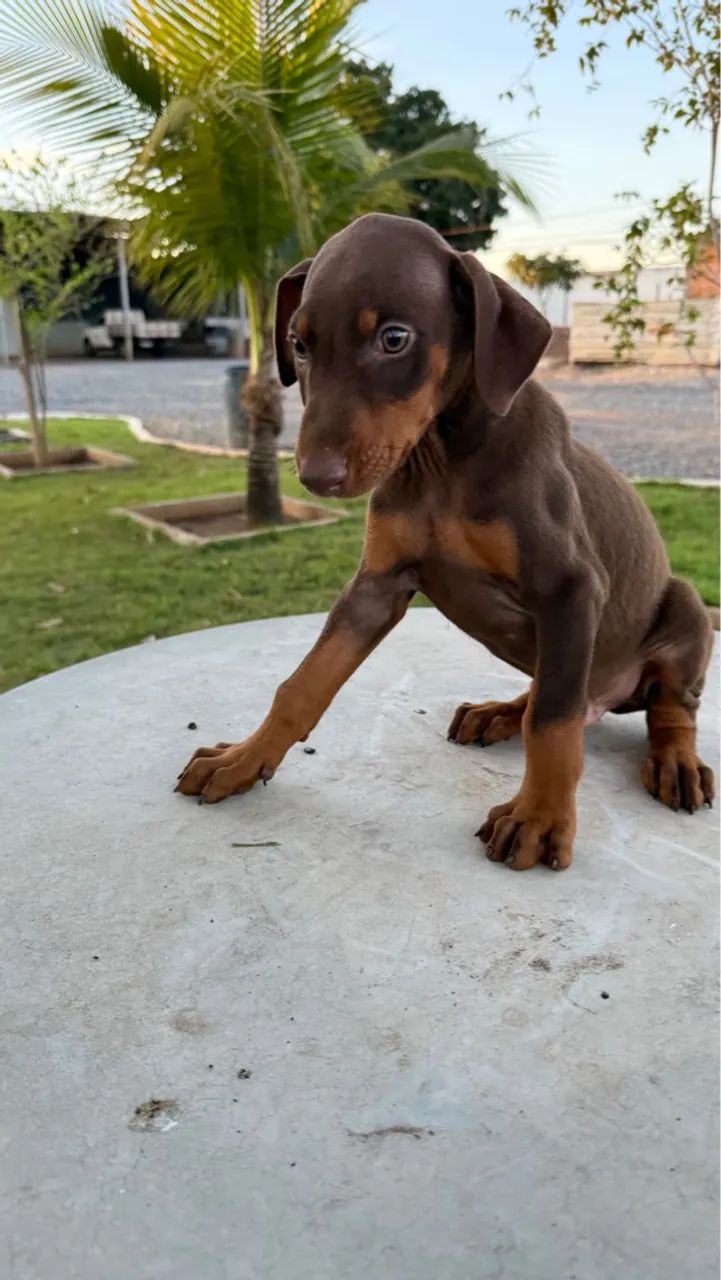 VENDA DE FILHOTES DOBERMAN - Foto 3