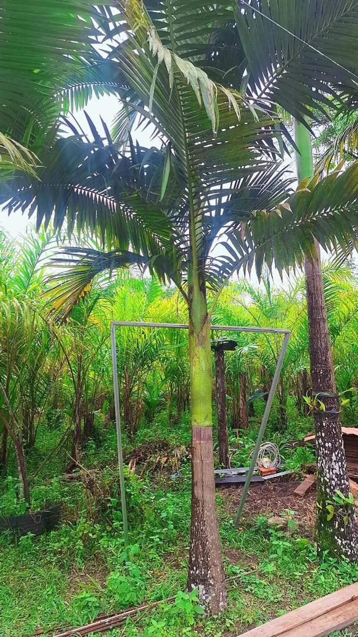 Palmeira para Jardim - Linda e Exuberante!