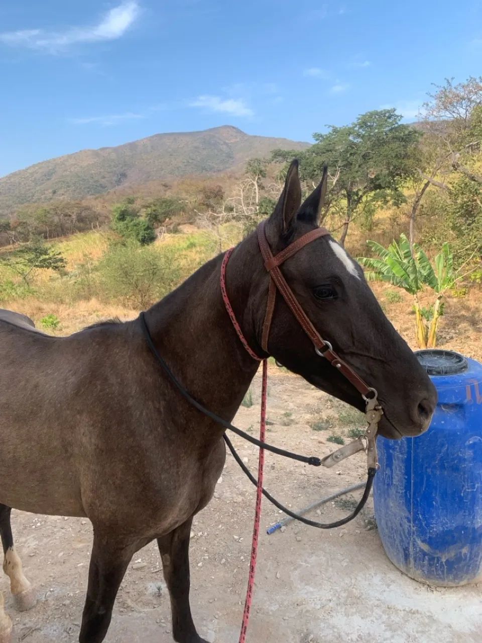 Cavalo para agropecuária - Foto 5