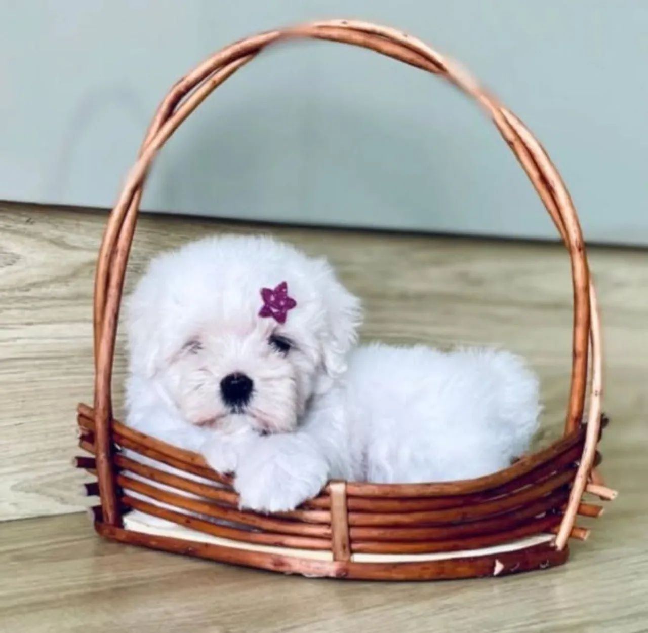 Maltês Terrier Micro Legítimos é Aqui - Foto 3
