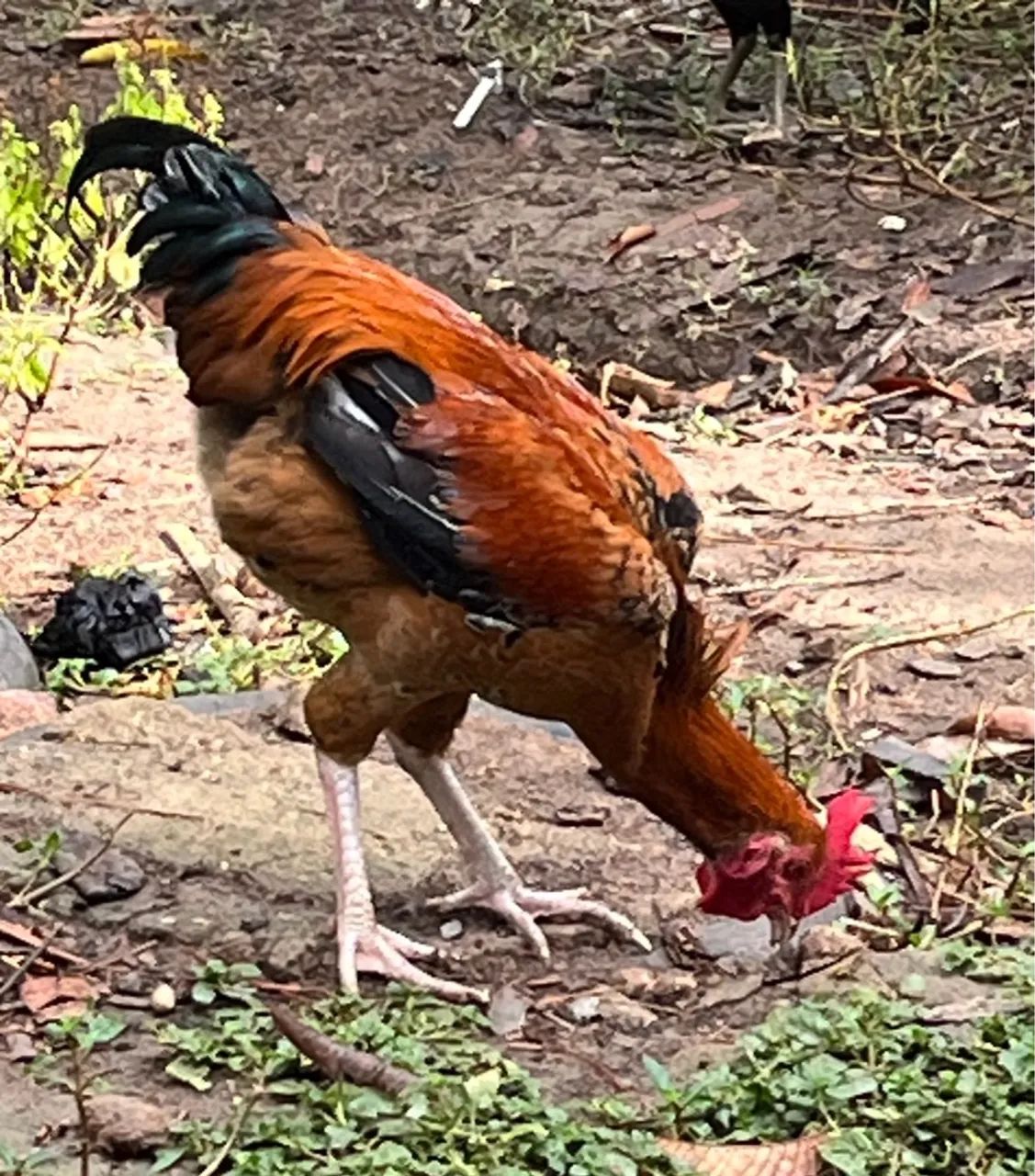 Frango caipira  - Foto 2