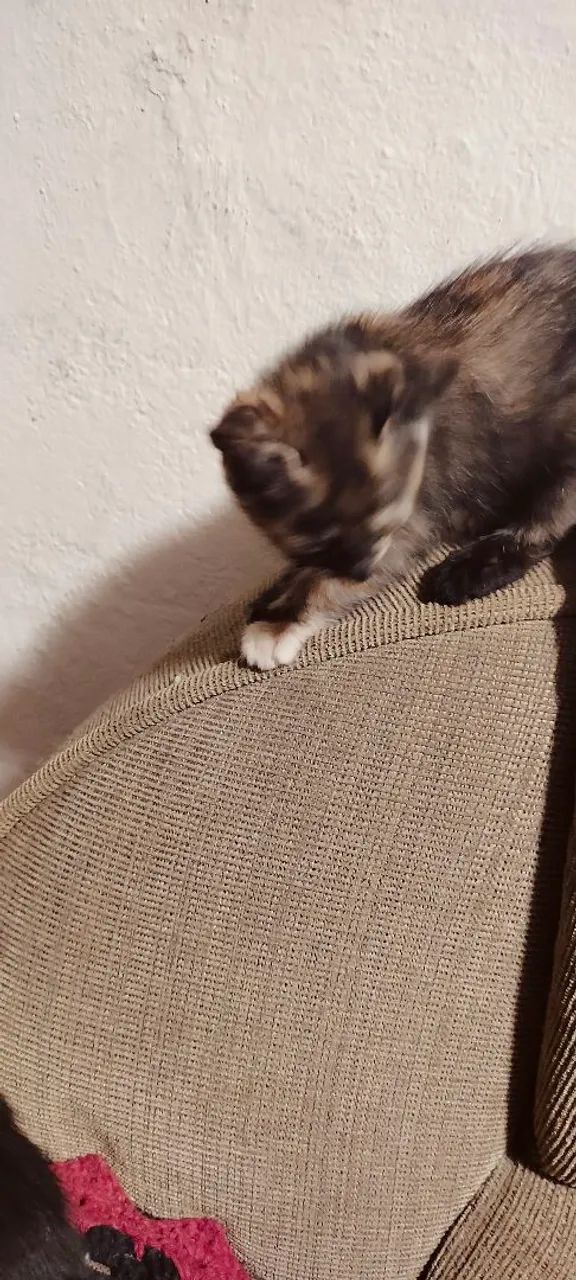 Doação de gatos  - Foto 3