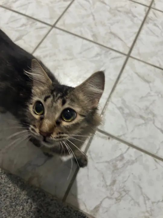 Gatinho lindo para adoção - Foto 3