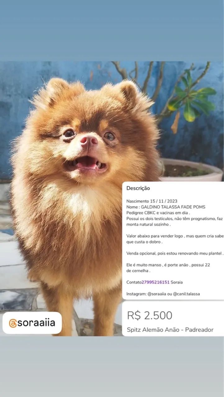 Spitz Alemão Anão - Padreador Jovem