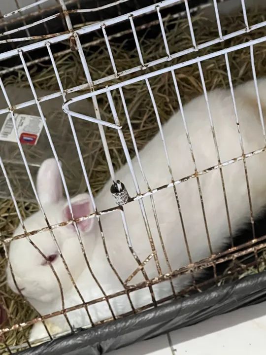 Coelha branco fofinha para vender 