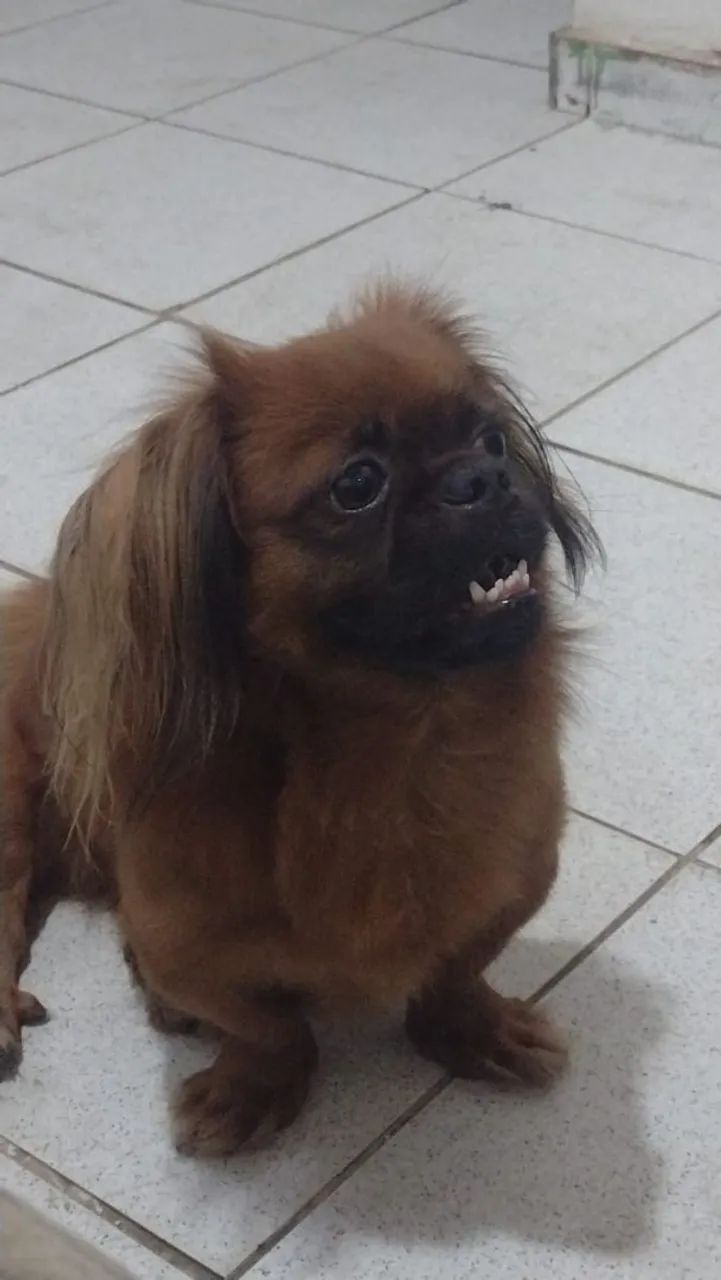 Procura se namorada - Foto 4