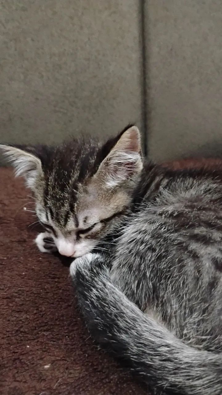 Adota-se gatinhos  - Foto 3