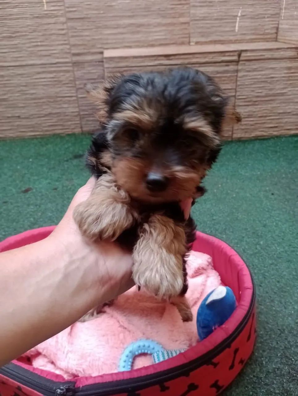 Yorkshire fêmea com 90 dias. 02 Vacinas em 10x - Foto 2