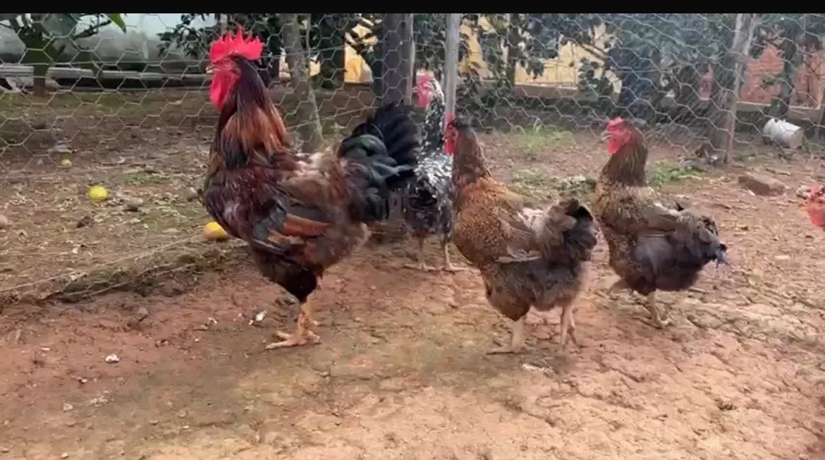 Sertanejo Balão ( GSB) - Galinhas / Frangas/ Frangos