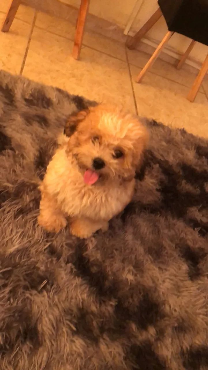Lhasa apso  - Foto 2