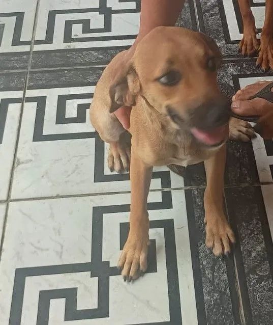 Doação de Cachorrinha
